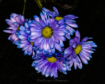 More Chrysanthemums