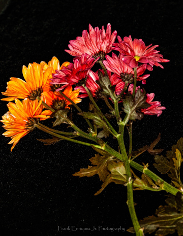 Chrysanthemums