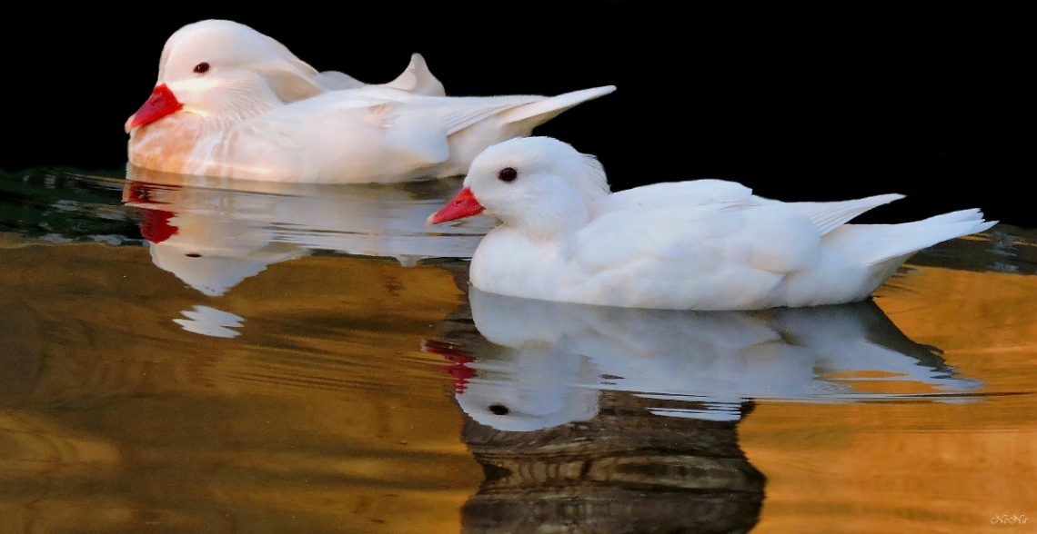 Diamond Mandarin Couple