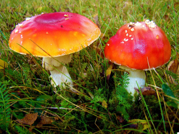 PILZE
