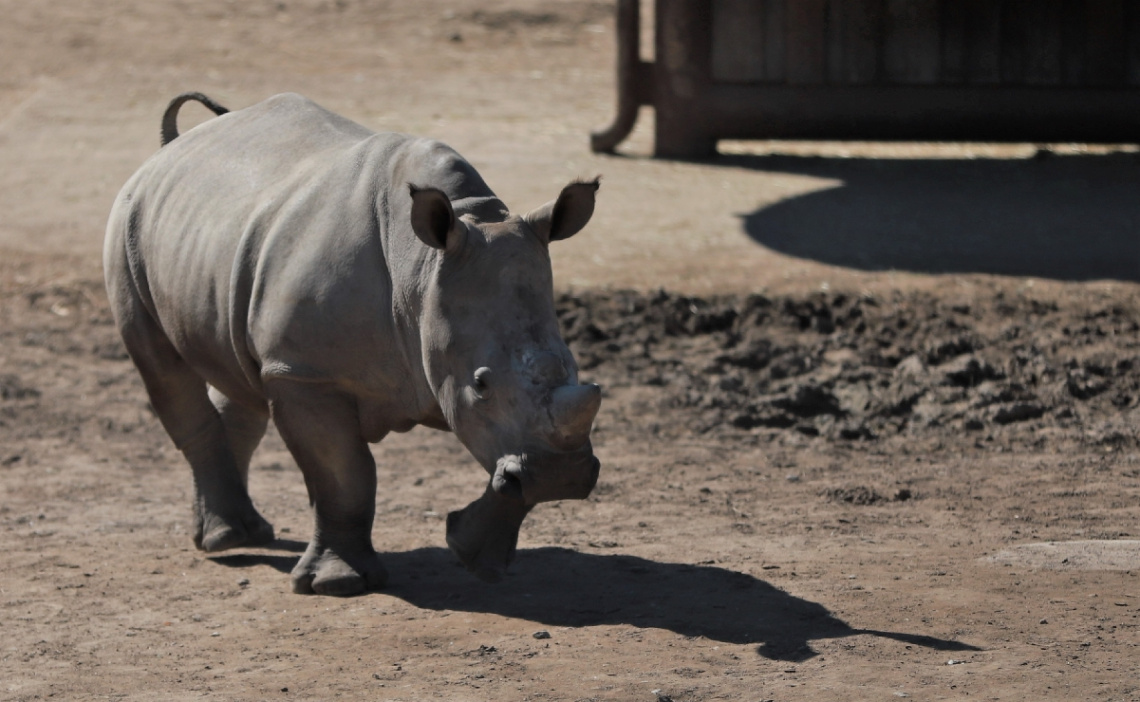 Rhino Moment ...