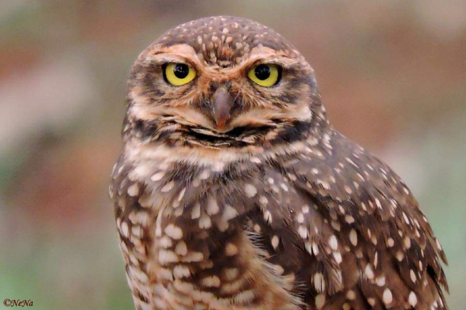 Burrowing Owl