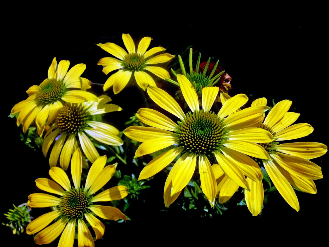 BLUMEN