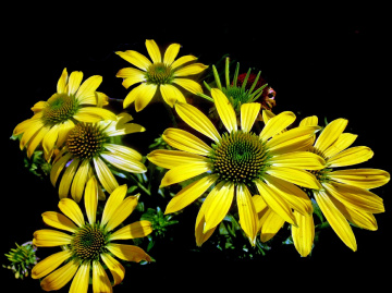 BLUMEN