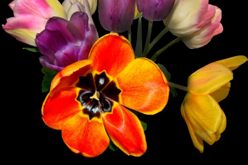 BLUMEN