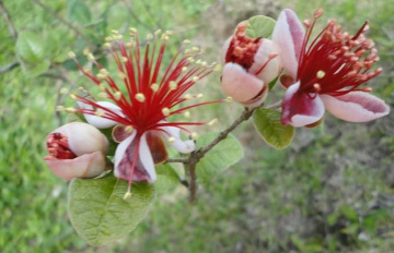 Pétalas. 