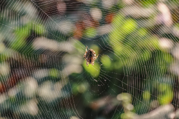 Örümcek Ağı