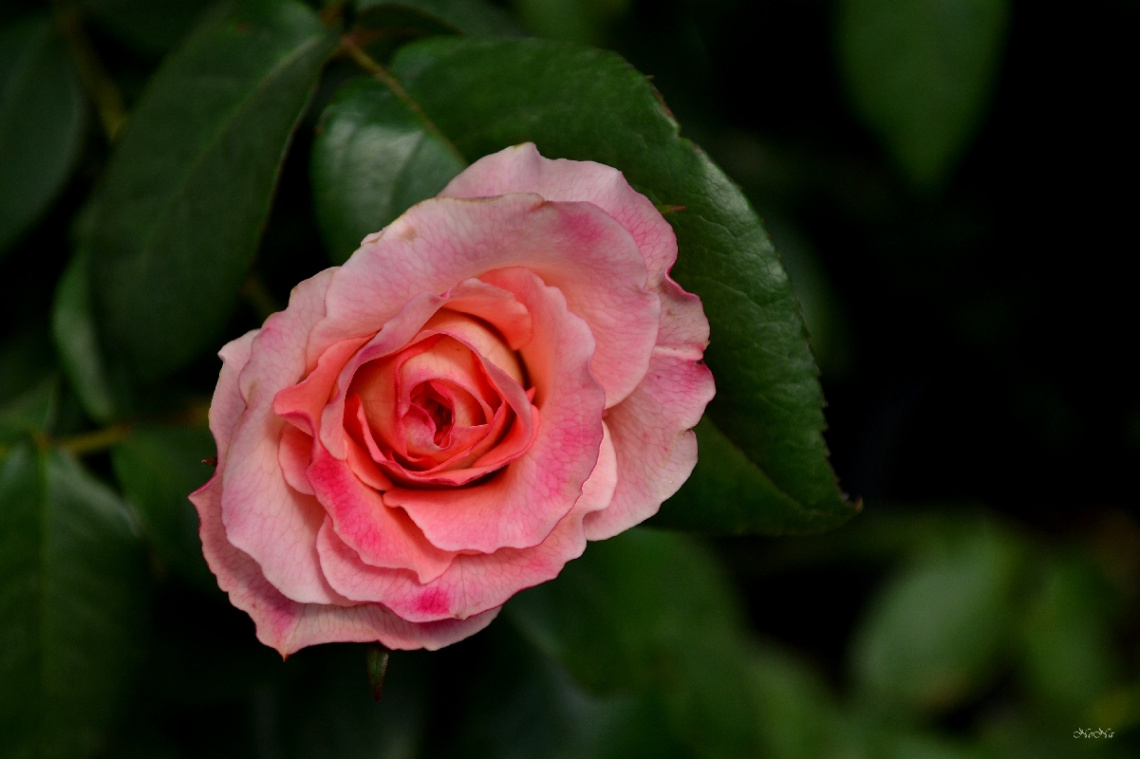 Little Rose