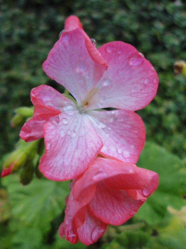 Pétalas rosadas.