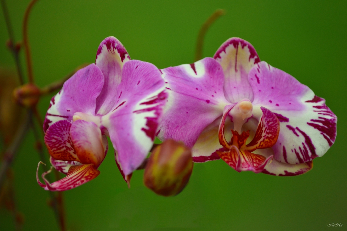 Orchids