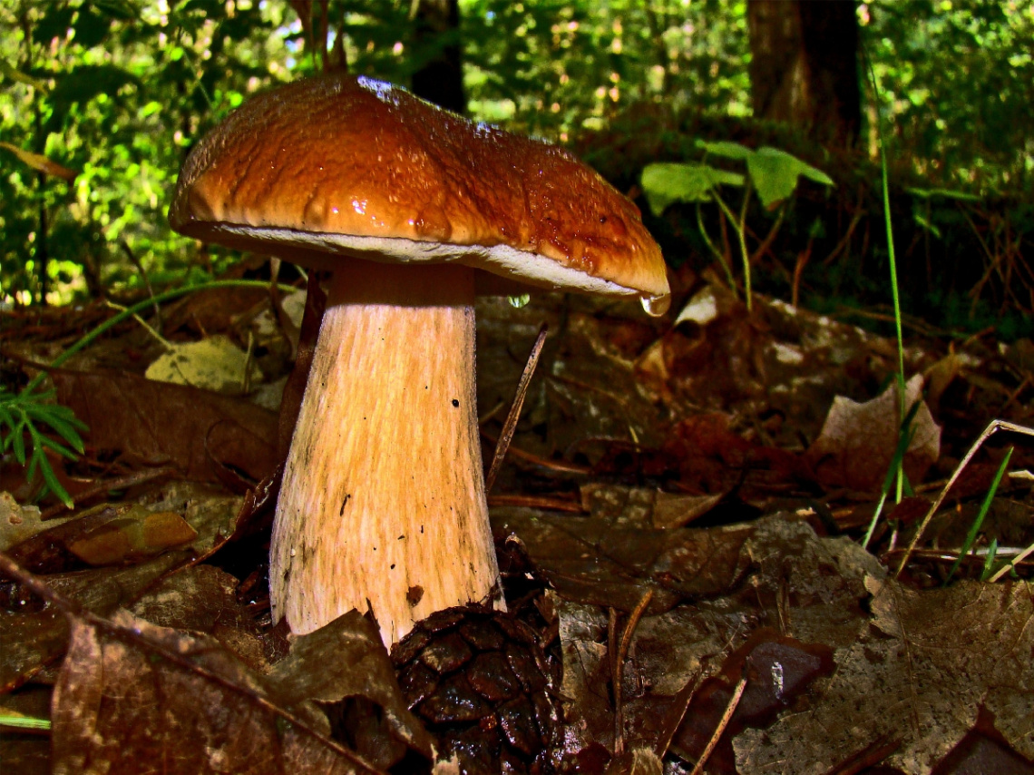 PILZ