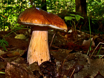 PILZ