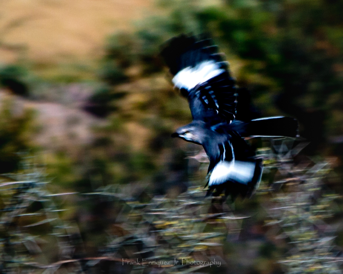 Winging It