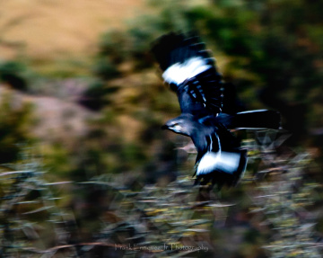 Winging It
