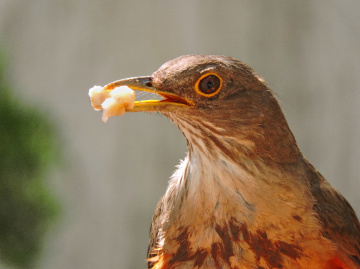 Turdus rufiventris