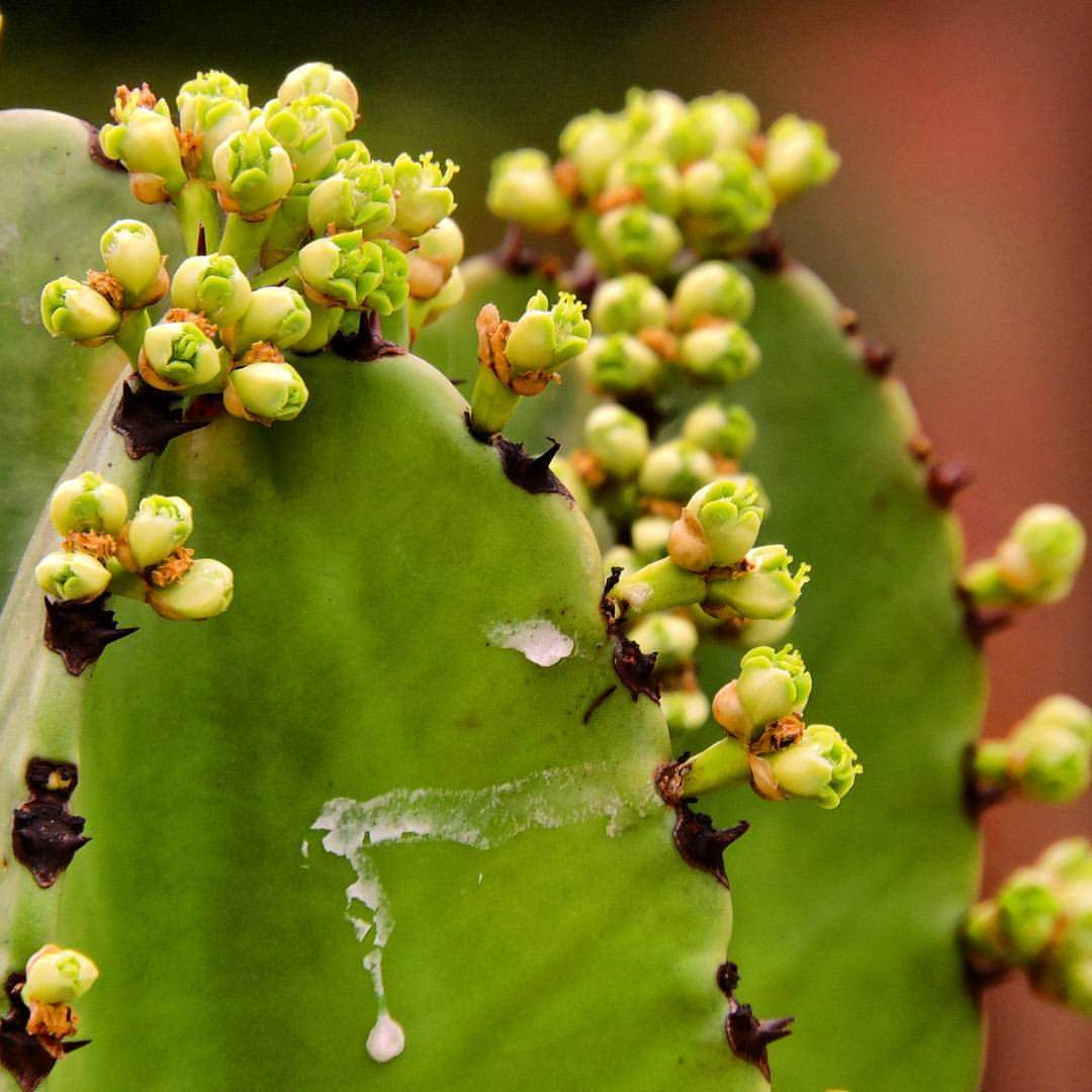 Cactus flowers