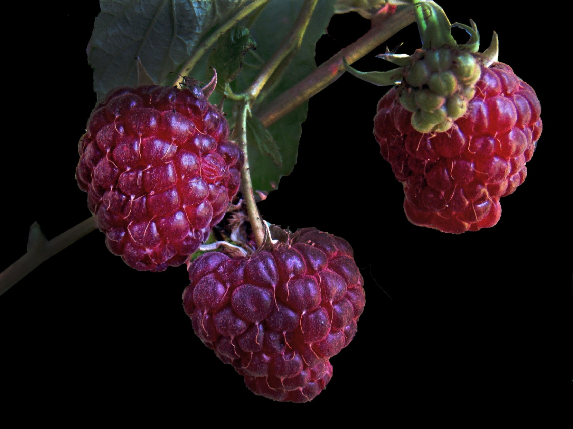 HIMBEEREN 
