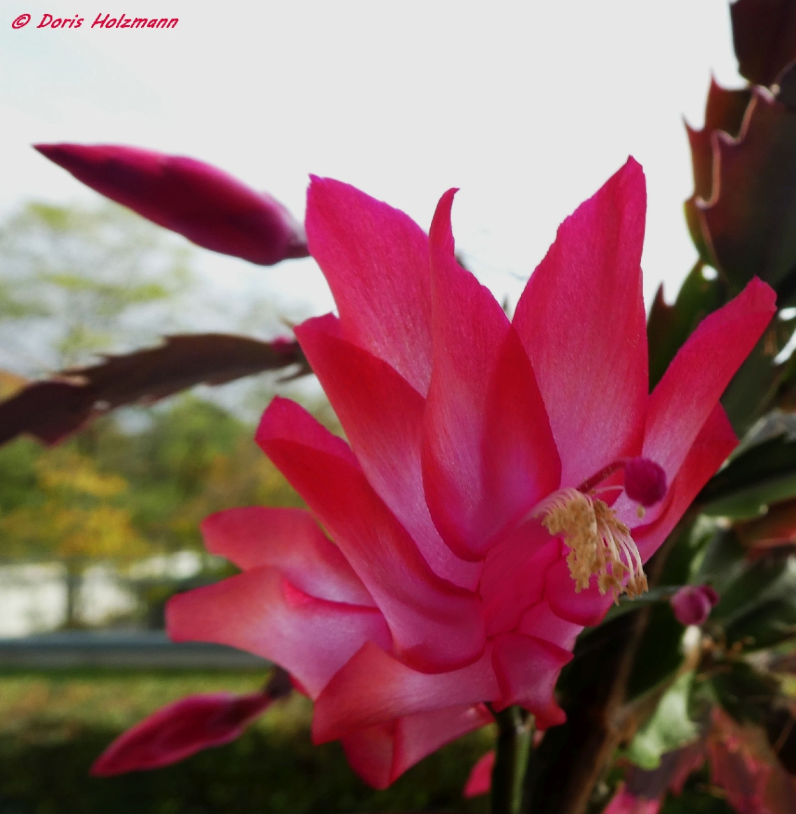 Blossom from the Christmas cactus