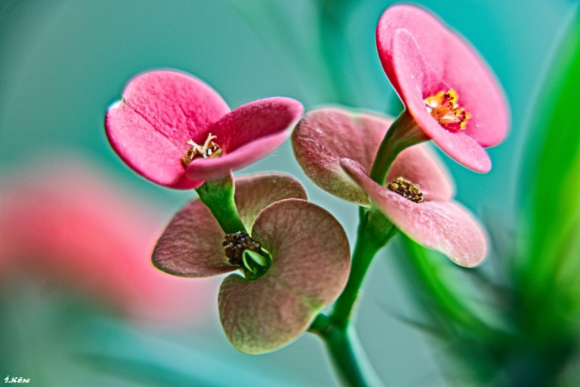 Euphorbia Milii