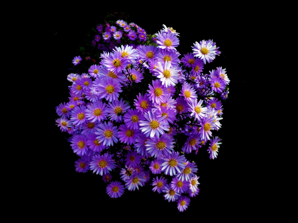 BLUMEN