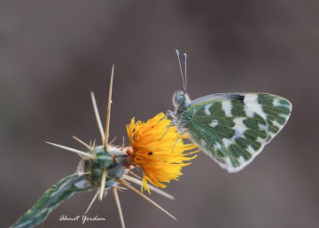 Makro 2019