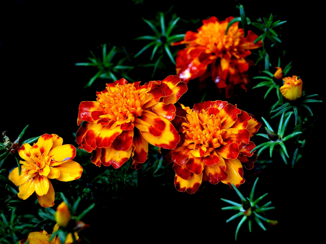 BLUMEN