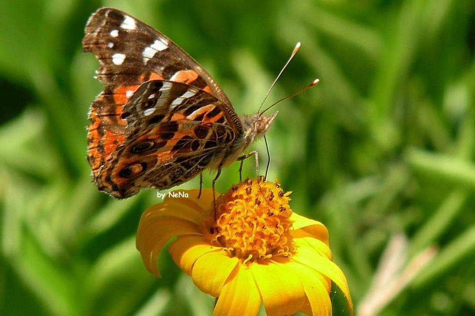 Mini Butterfly 