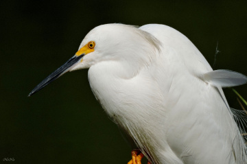 Garça