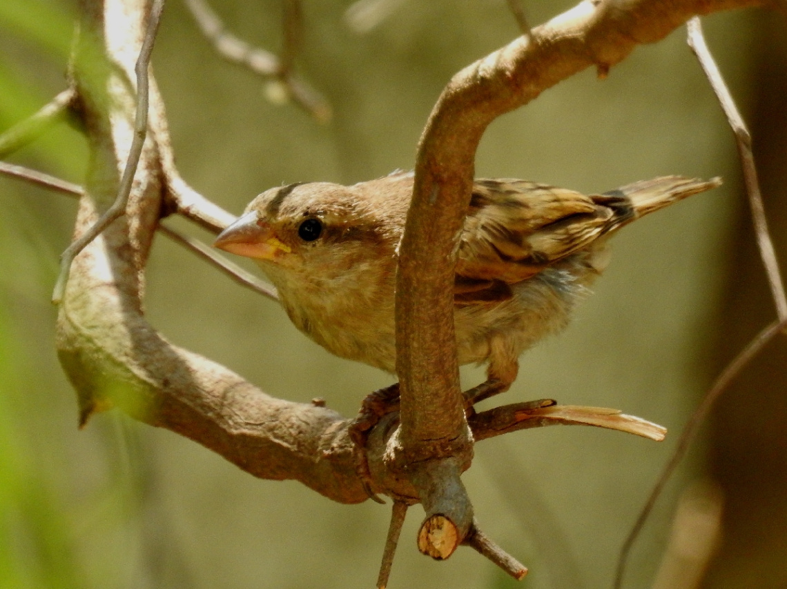 Sparrow