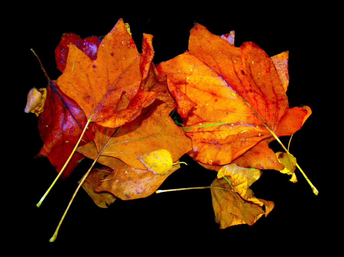 FARBEN 