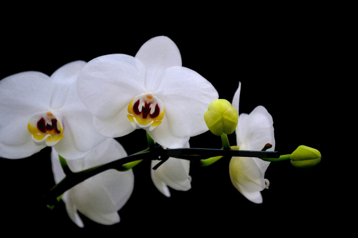 White Wanda