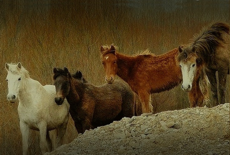 YILKI ATLARI