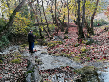 Güller, Mustafakemalpaşa 