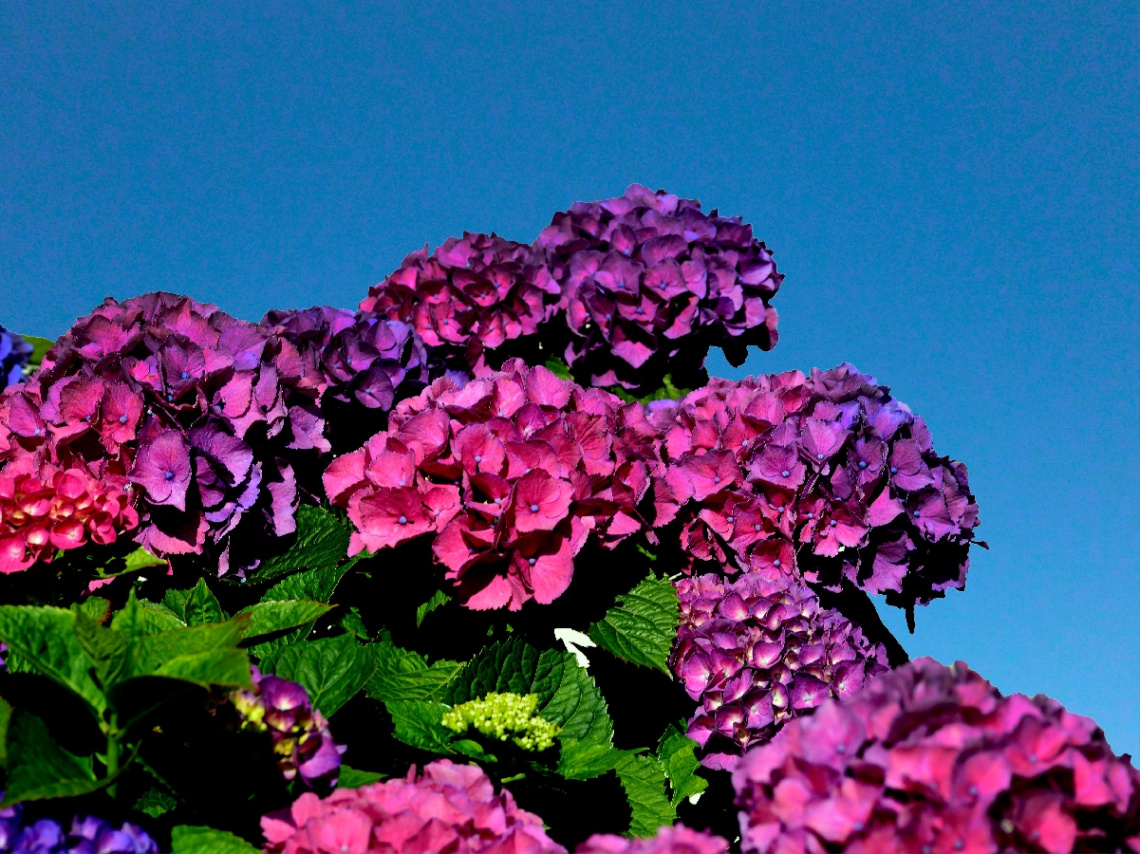 BLUMEN