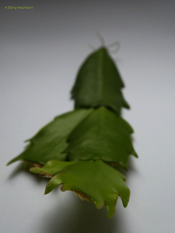 Detail Christmas cactus 