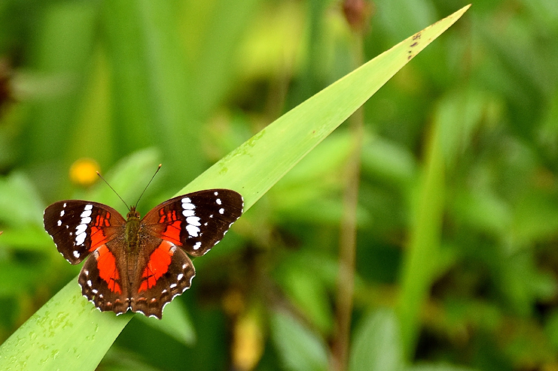 Borboleta