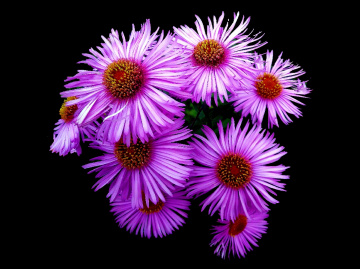 BLUMEN