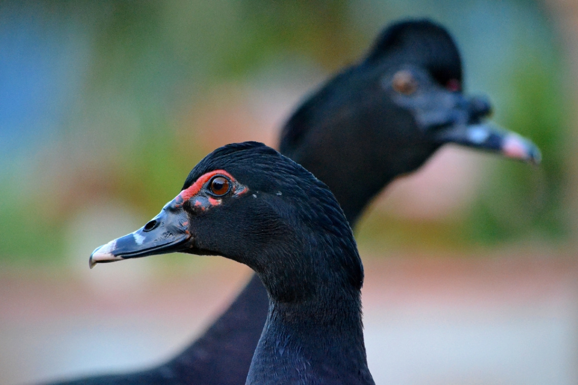 Cairina moschata