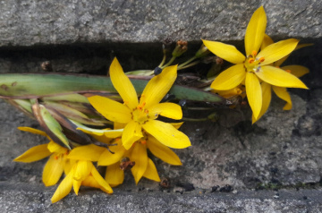 Pétalas amarelas 