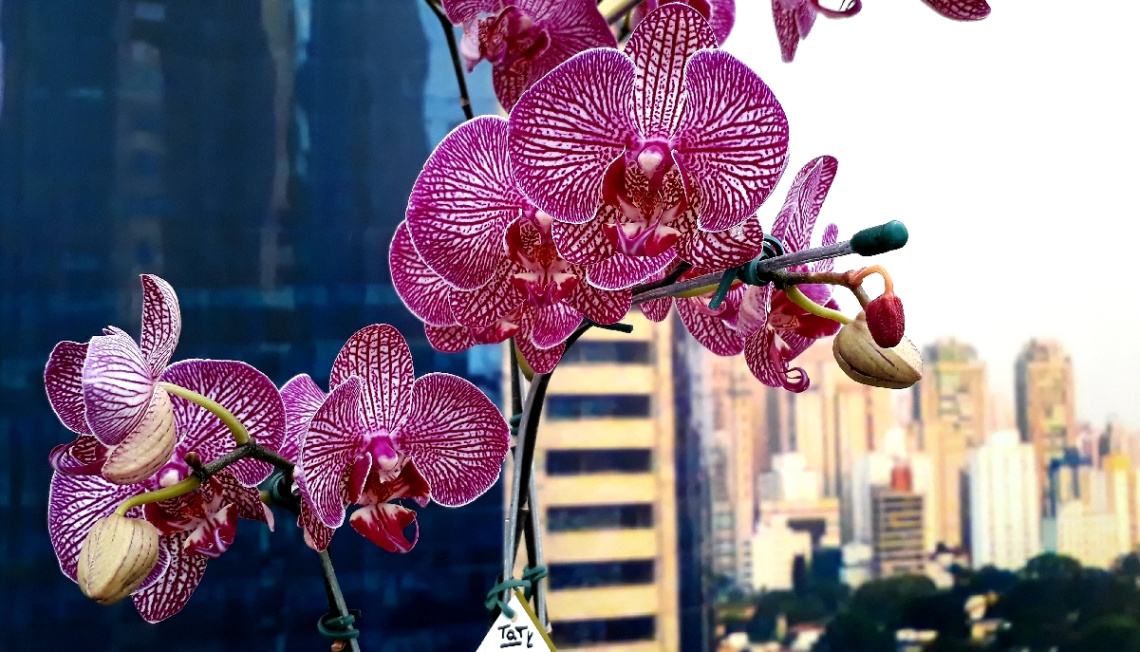 City with orchids