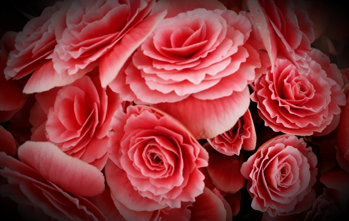 Begonia