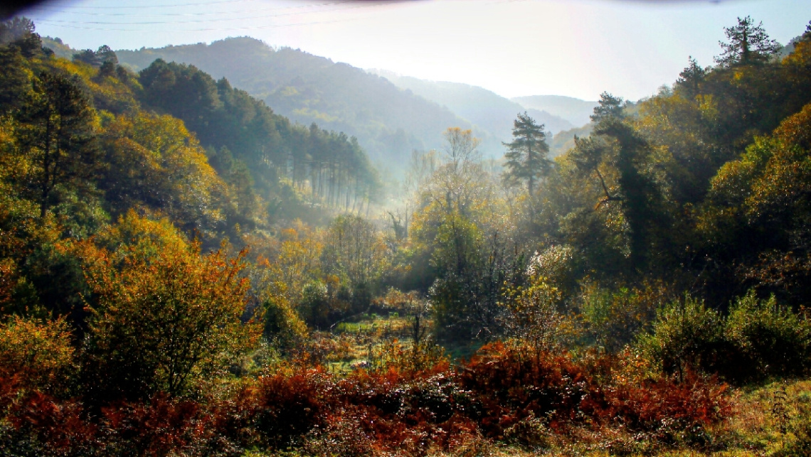 Zonguldak~Muslu Ormanlığı