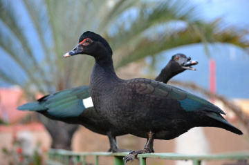 Couple of wild ducks