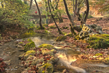 Güller, Mustafakemalpaşa