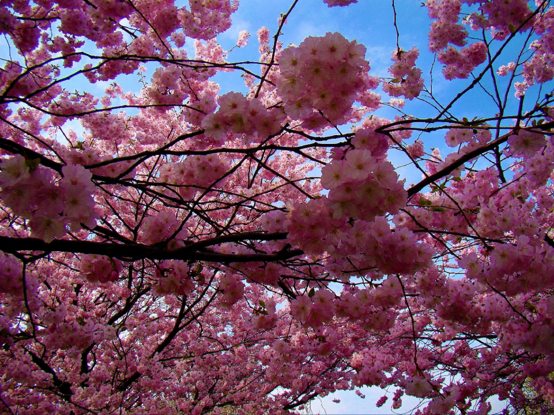 BLÜTEN