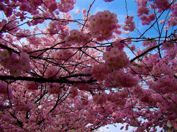 BLÜTEN