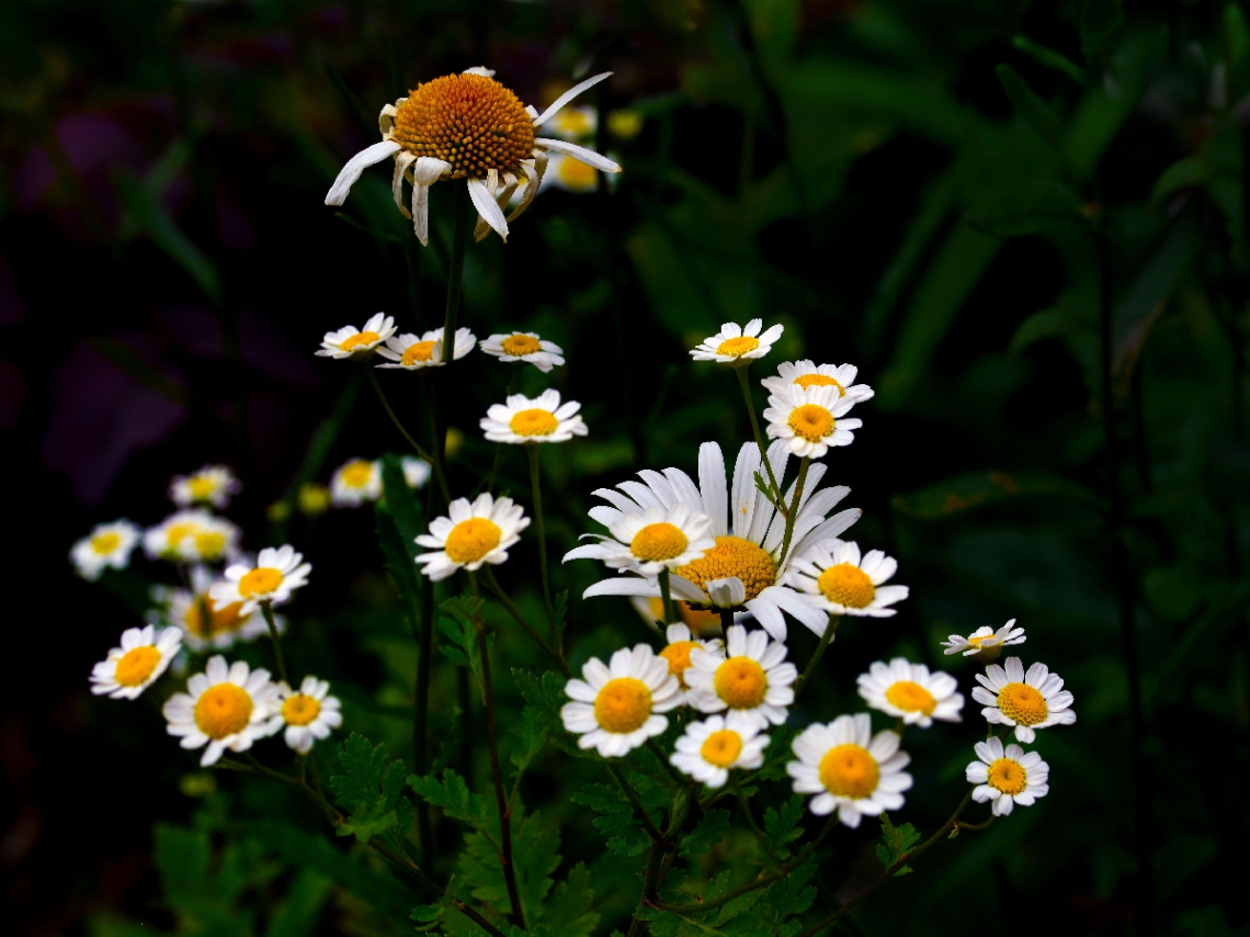BLÜTEN