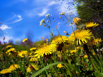 BLUMEN