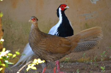 Couple of Silver pheasant