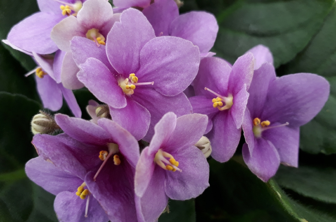 Violetas